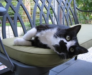 Oreo Nos Amis Les Chats Du Pays De Montbeliard