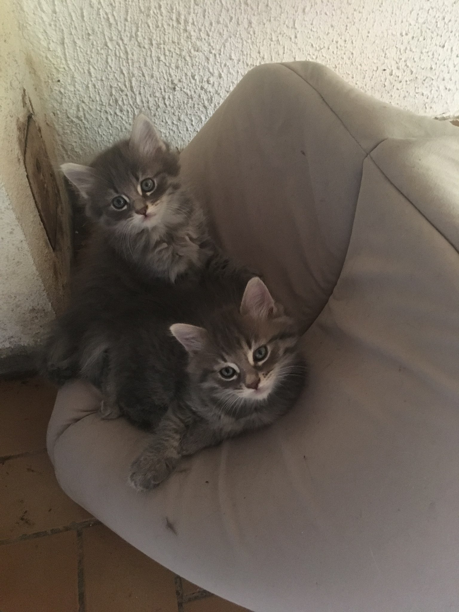 Tres Mignon Chaton Tigre De 8 Semaines Nos Amis Les Chats Du Pays De Montbeliard