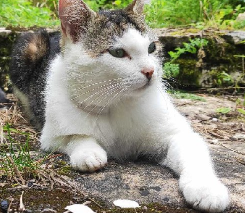 Titou 1 an très gentil matou trouvé errant et très affamé à Bethoncourt