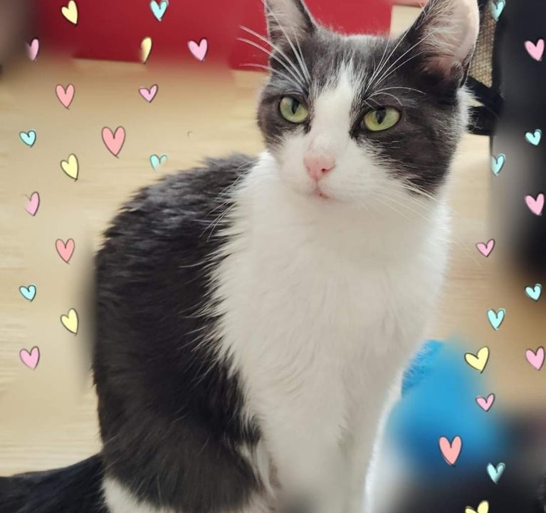 Shana 2 ans adorable minette trouvée abandonnée dans la rue